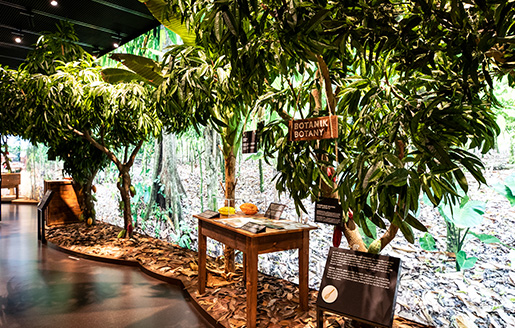Ausstellung von Kakaopflanzen im Schokolademuseum (Foto)