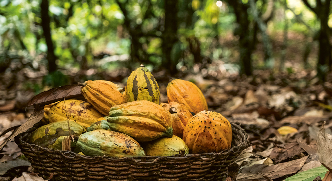 Kakaofrüchte in einem Korb  (Foto)