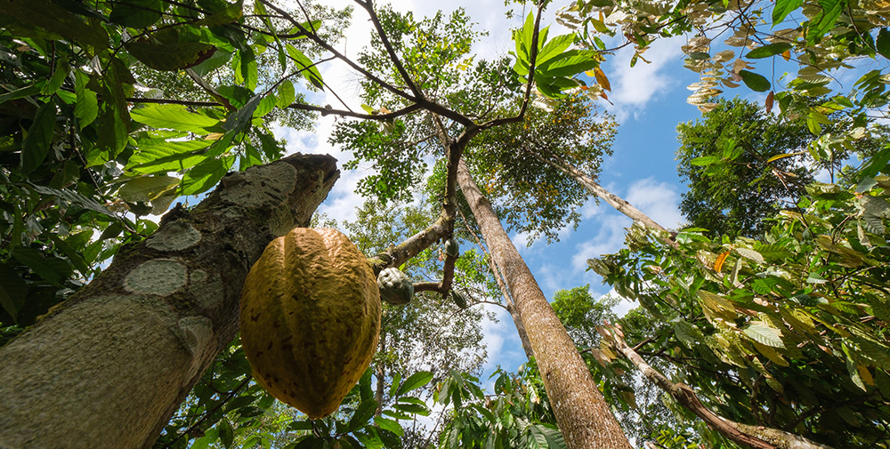 Looking up a cocoa tree into the canopy (Photo)