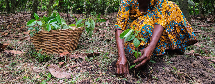 Person planting cocoa saplings, basket of saplings (Photo)
