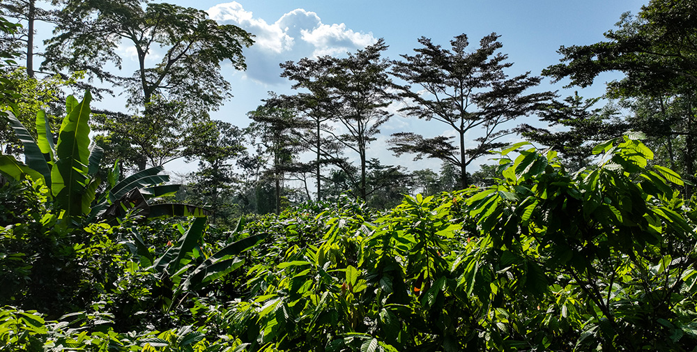 In the tree tops  (Photo)