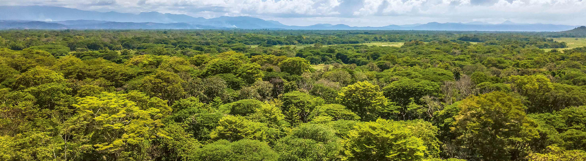 Aerial view of tropical forest with mountain view (Photo)