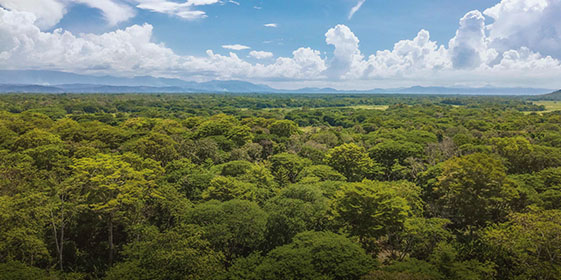 Aerial view of tropical forest (Photo)