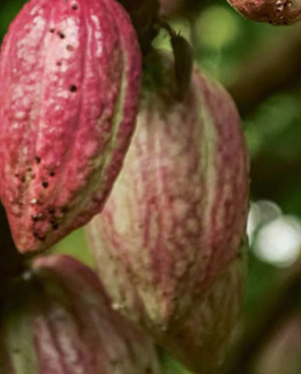 Cocoa pods on a branch (Photo)