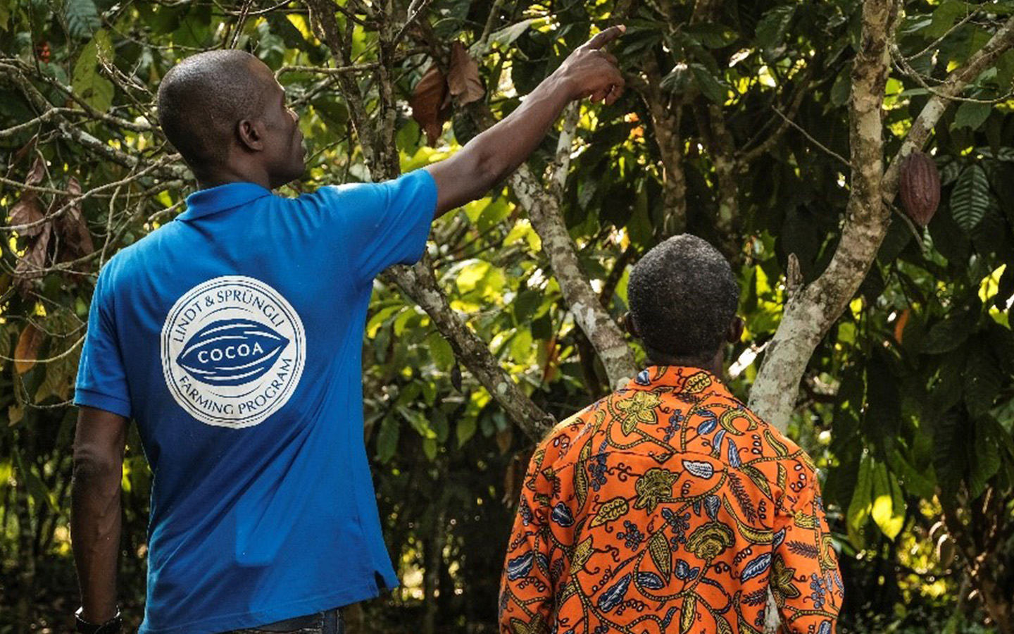 Cocoa farmers discussing cocoa tree (Photo)