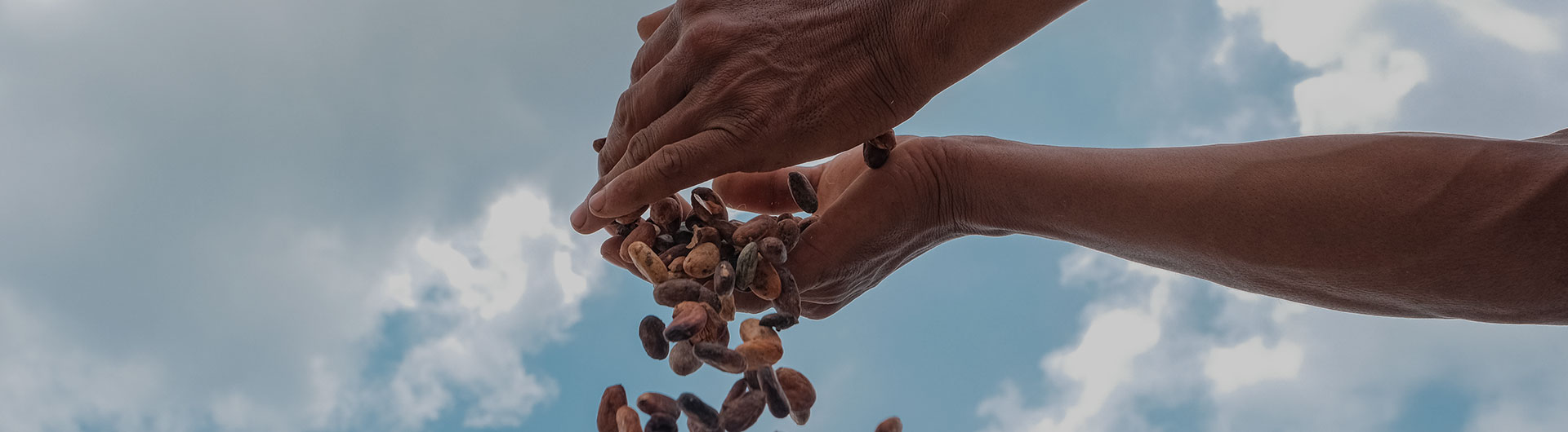 Cocoa beans pouring from hands, set against a blue sky (Photo)