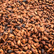 Cocoa beans (Photo)
