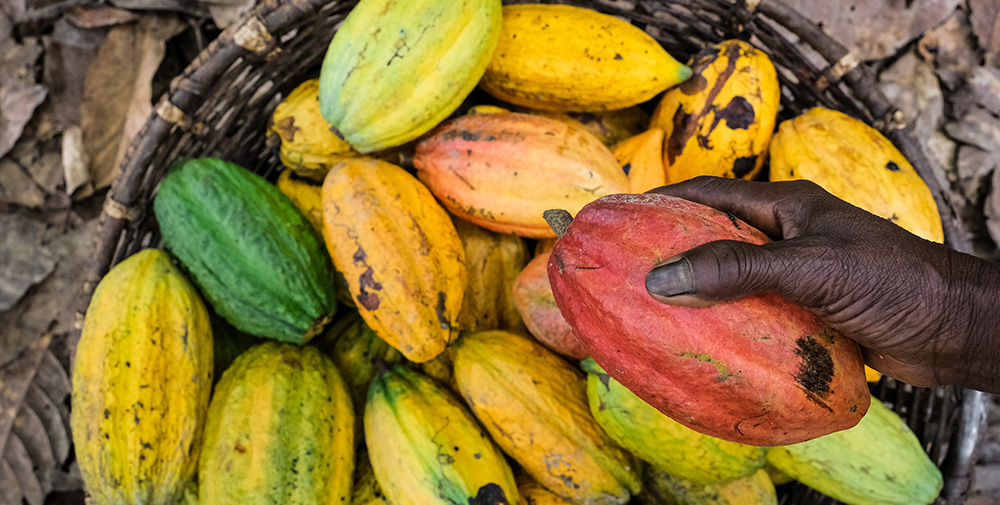 Basket of cocoa pods, one being held in a black persons hand (Photo)