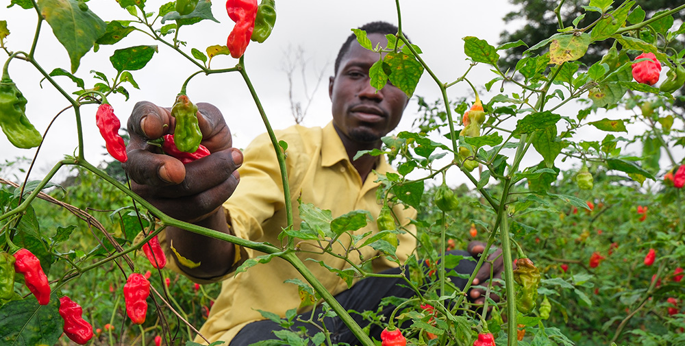 Harvesting chillis (Photo)