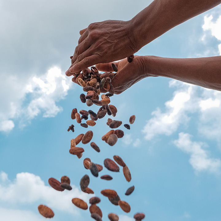 Cocoa beans pouring from hands, set against a blue sky (Photo)