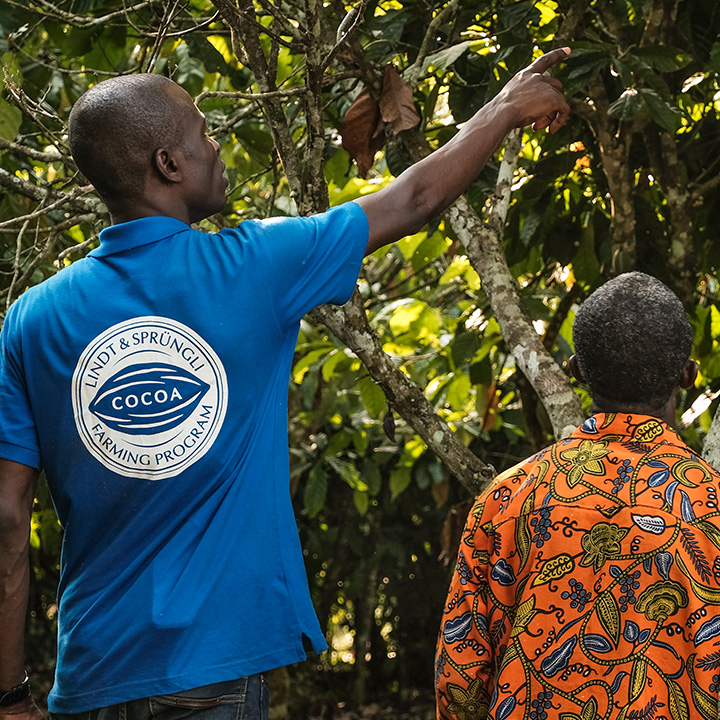 Cocoa farmers discussing cocoa tree (Photo)