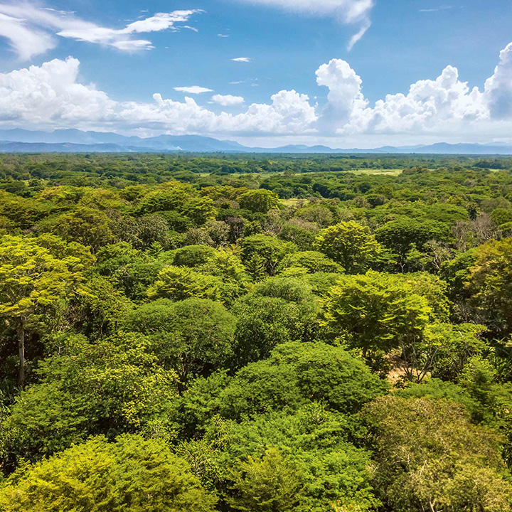 Aerial view of tropical forest with mountain view (Photo)